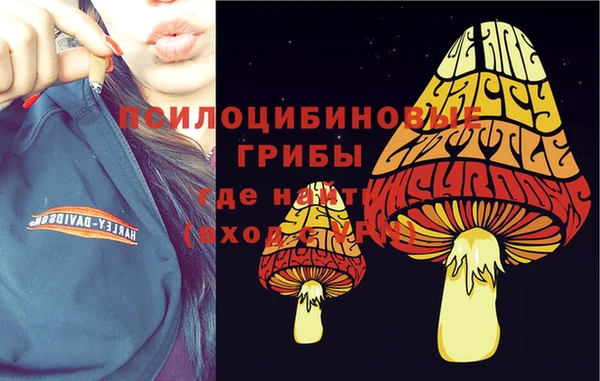 стаф Алзамай